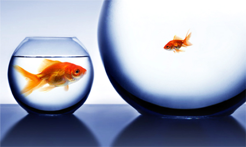 life is not fair: big fish in small bowl, little fish in big bowl